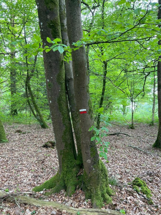 Manoir De La Prise Tarot Panzió Bagnoles de l'Orne Normandie Kültér fotó